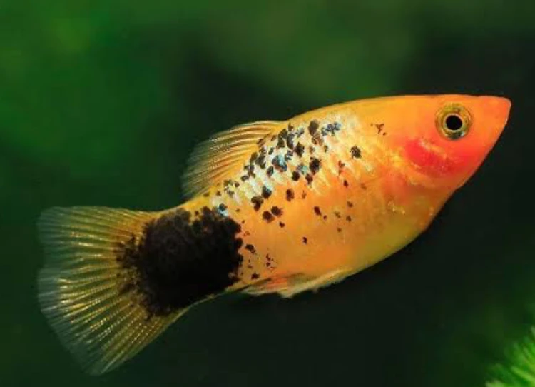 Platies fish are compatible with Painted Turtles