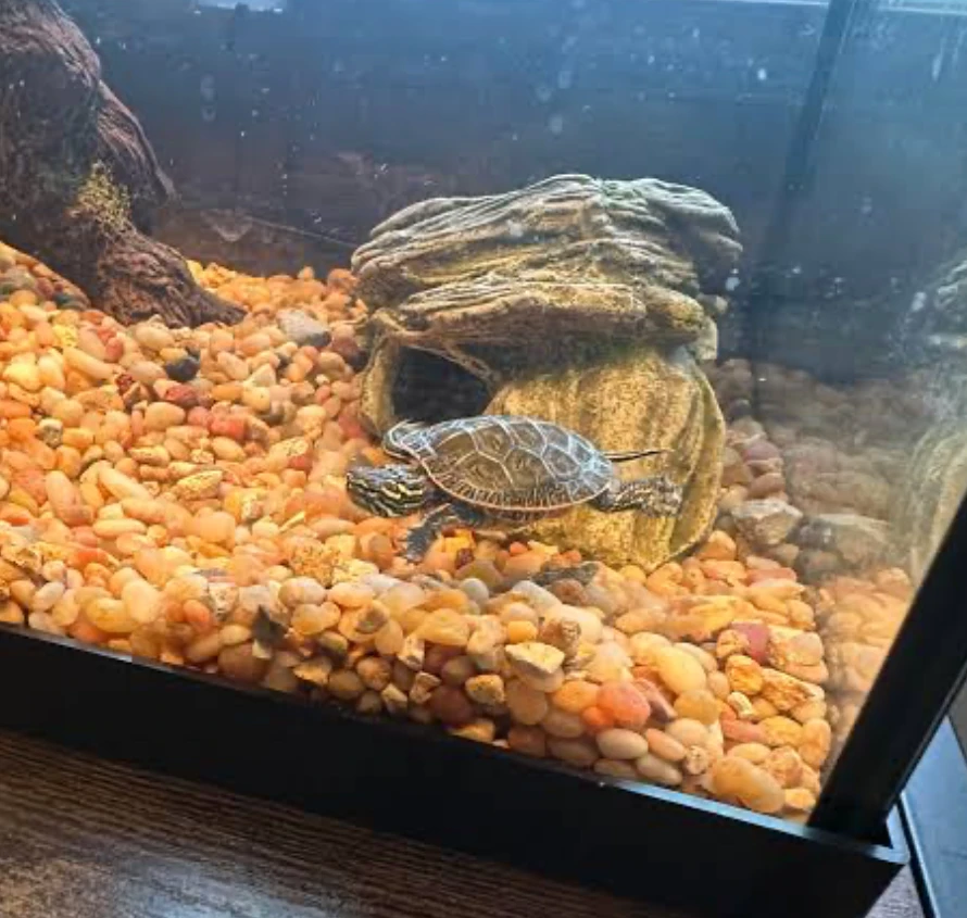 A Painted Turtle in a 20-gallon aquarium