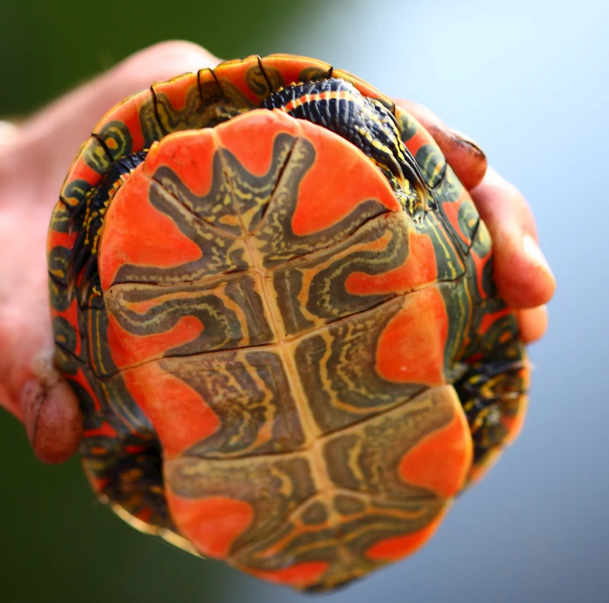 The colorful underbelly of the Chrysemys picta bellii (Western Painted Turtle) 