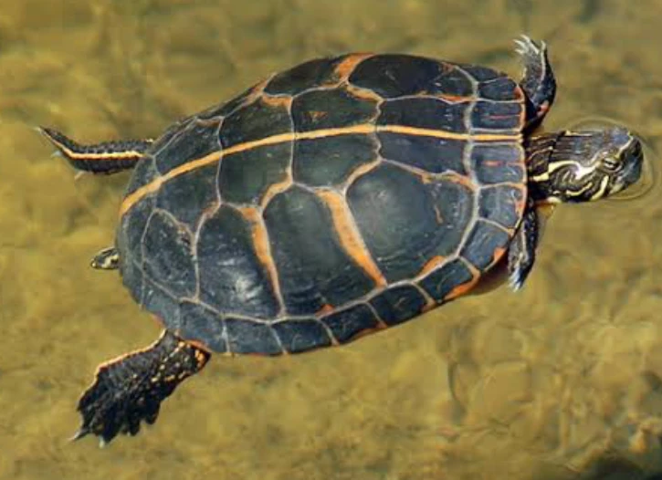 Chrysemys picta dorsalis (Southern Painted Turtle)