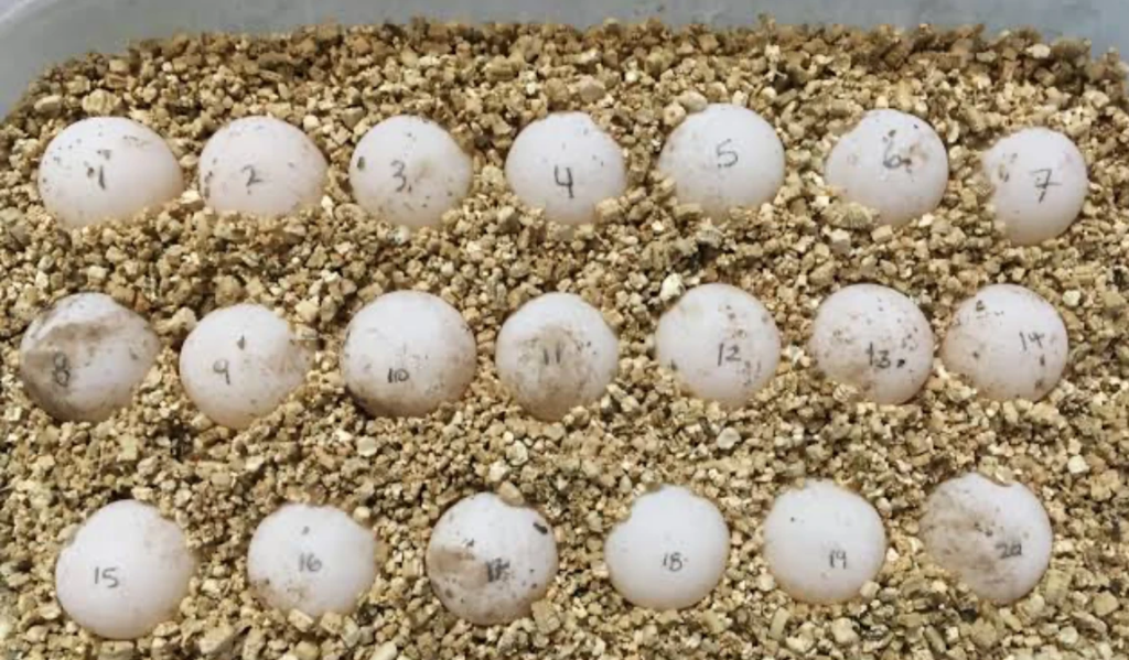 Turtle eggs incubating
