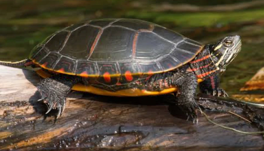 A happy and healthy Chrysemys picta picta basking on a log
