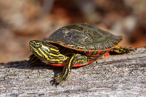 Chrysemys picta picta walking across a log of wood