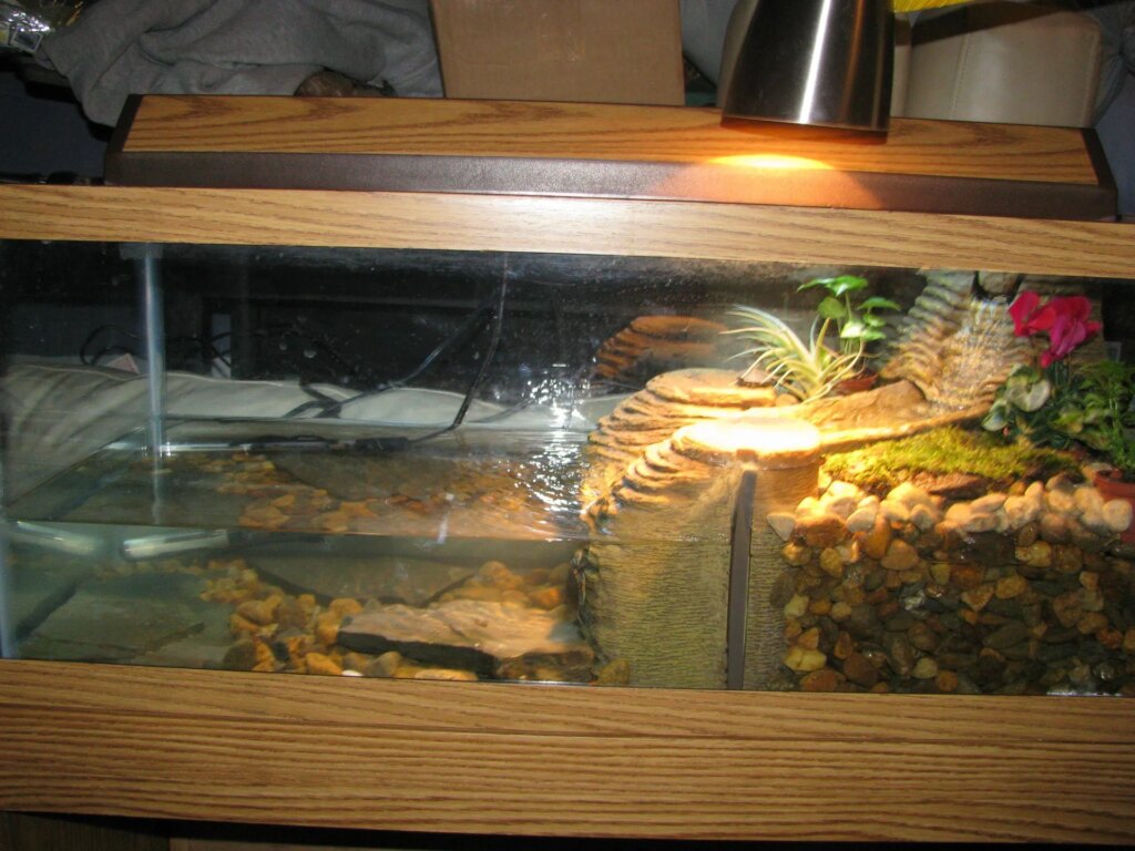 Southern Painted Turtle aquascaped tank