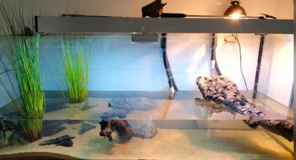 A Reeves’ turtle tank with a driftwood basking area