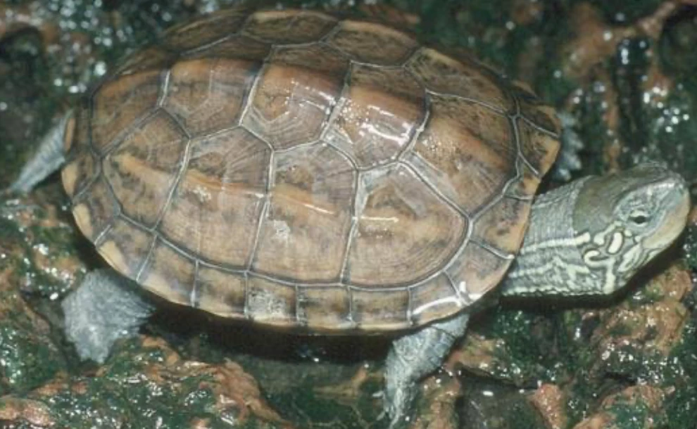Mauremys reevesii with a soft shell - Image Source: The Reptile Database