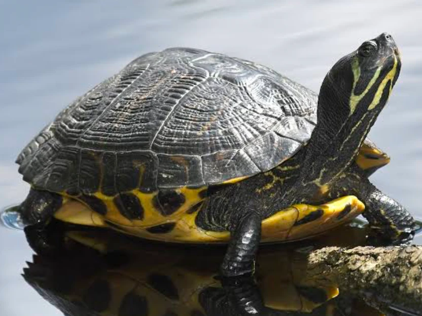 A happy and healthy yellow-bellied slider