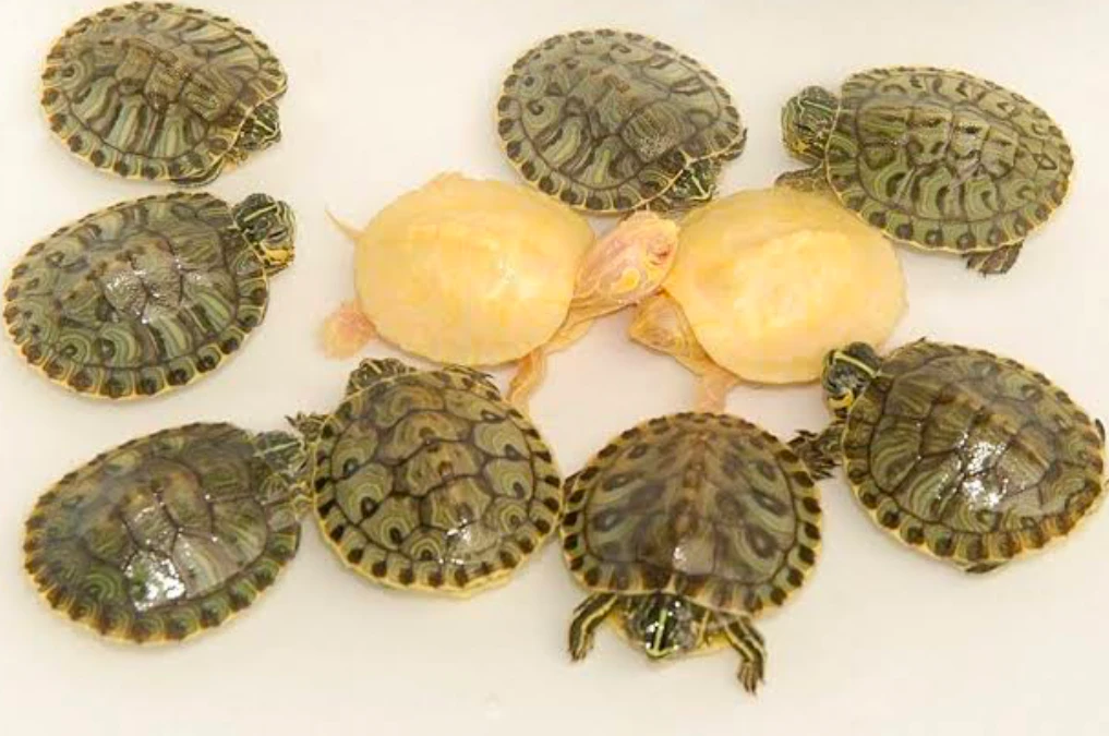 Yellow bellied slider juveniles including rare albino variants