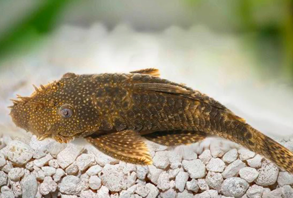 Bristlenose Pleco fish resting on smooth gravel substrate