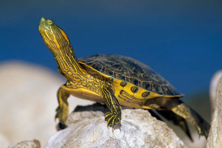 A Yellow-Bellied Slider