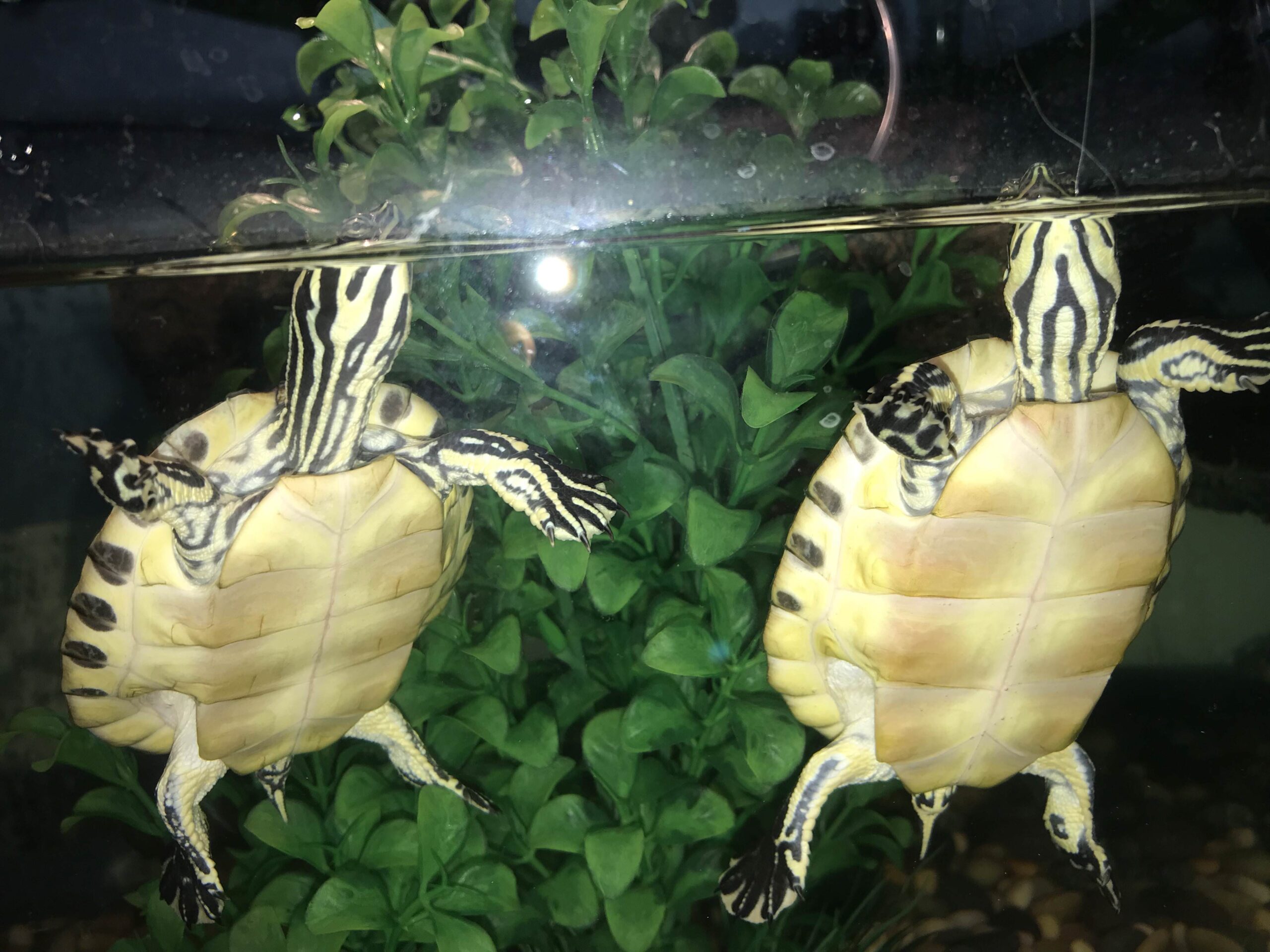 Yellow-Bellied Sliders eager to be fed