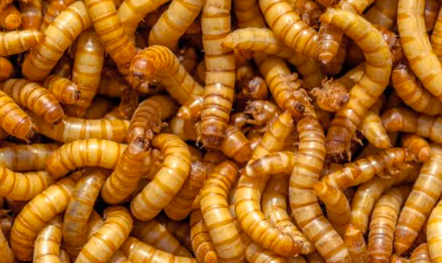 Mealworms are protein sources for Loggerhead Musk Turtles