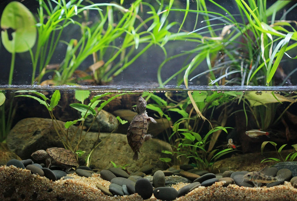 A Sternotherus minor pair in their well aquascaped planted enclosure alongside their tankmaes
