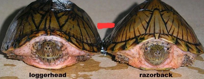A Loggerhead (left) next to a Razorback (right) Musk Turtle