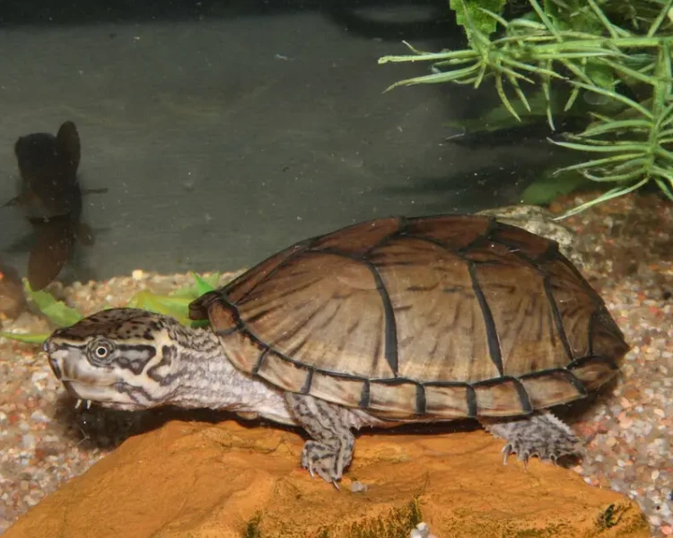 Check your Loggerhead Musk turtle’s plastron and other body parts periodically