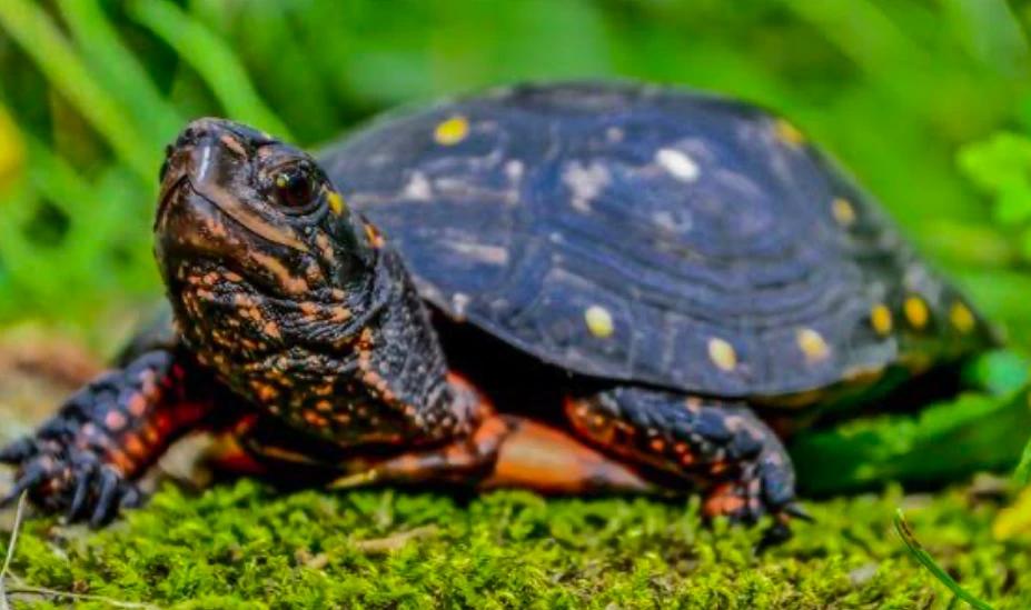 A happy and healthy Spotted Turtle - image source Reptifiles