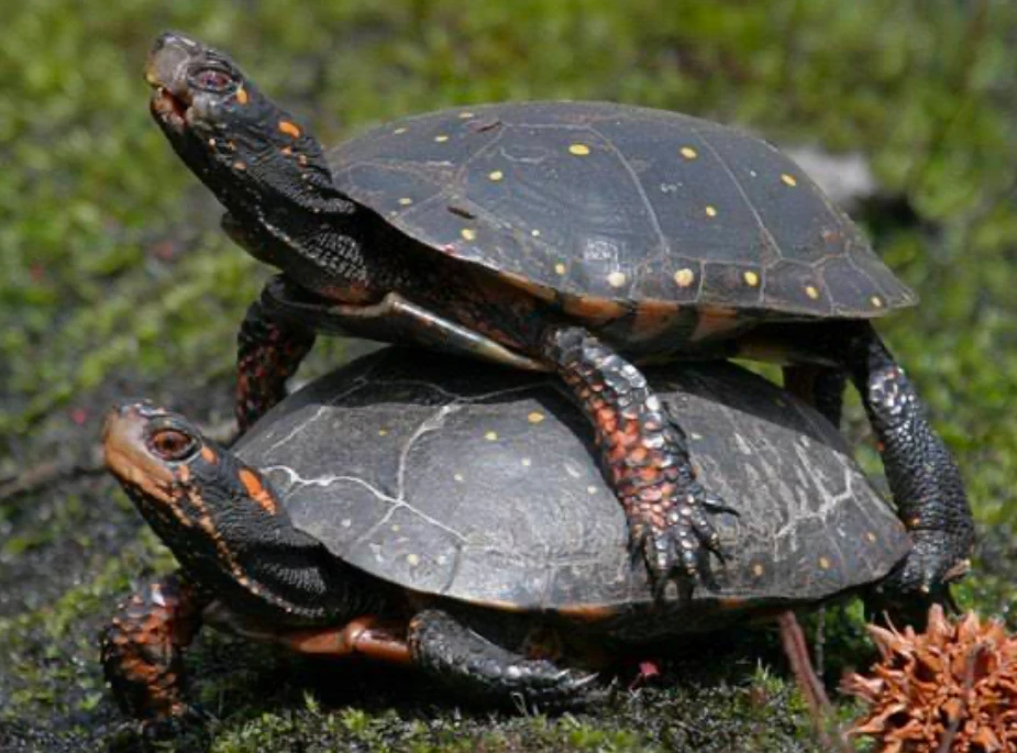 Spotted Turtle females accept mating calls by letting the male climb their carapace - Image Source: Pet Guide