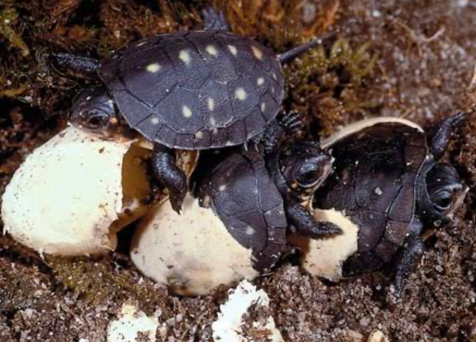 Three Spotted Turtle hatchlings emerging from their eggs in their nesting box