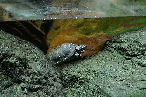 Spotted Turtles need vegetation, shallow waters and dry land in their habitat
