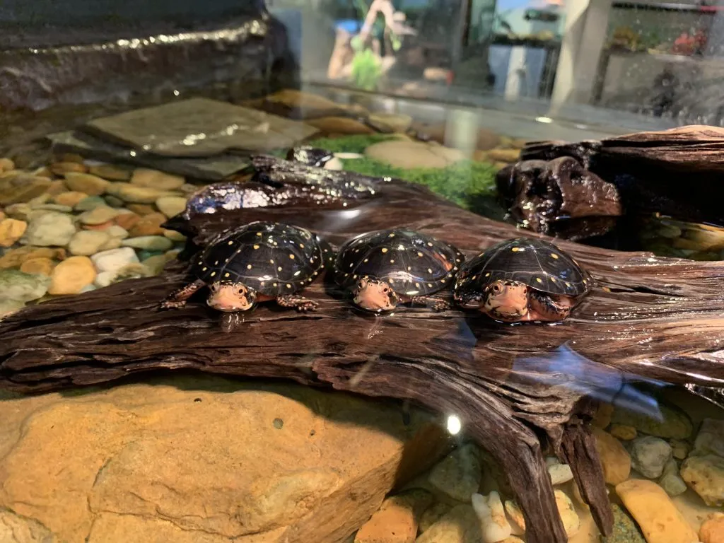 Spotted Turtle tankmates in a large aquascaped enclosure