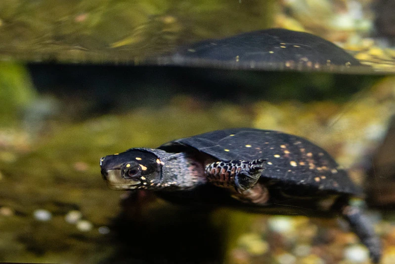 Adult Spotted searching for feed in its aquascaped tank