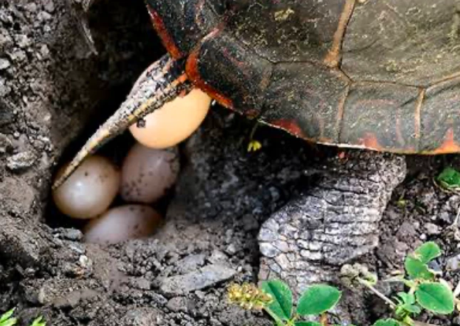 A female Southern Painted Turtle laying eggs in moist soil - Image Source: Naturally Curious with Mary