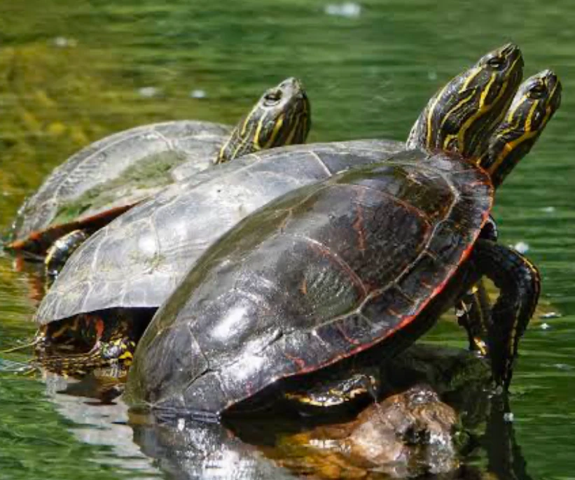 Chrysemys picta belli basking as a group