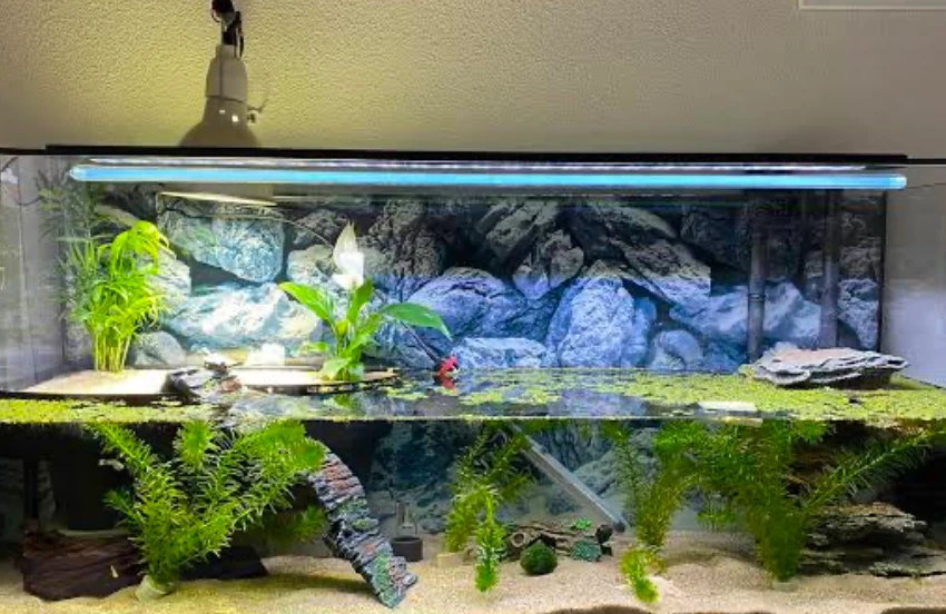 A scenic aquarium with a large basking spot for a Southern Painted Turtle