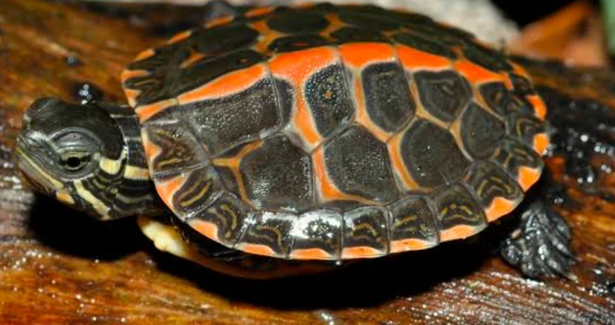 A close-up showing a basking Southern Painted Turtle with its unique red line across its carapace