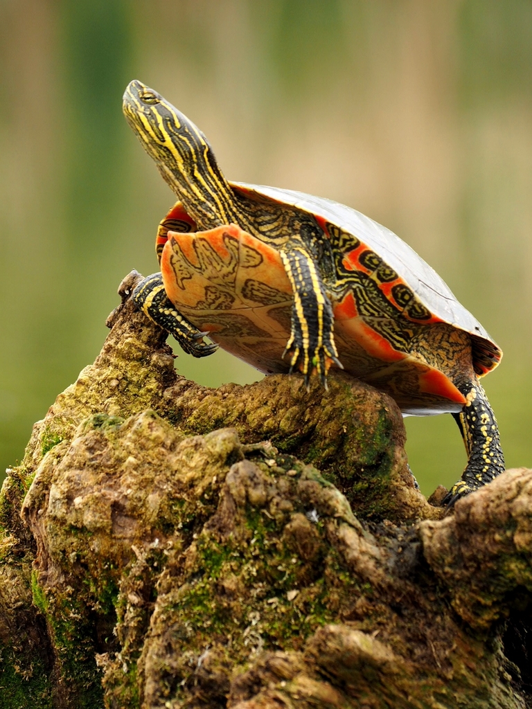Western Painted Turtles prefer living alone