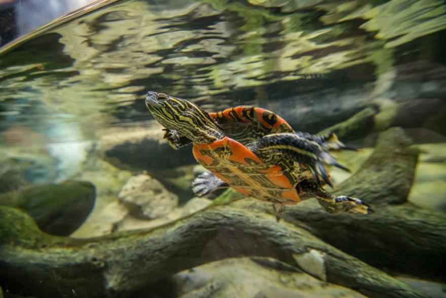 A Western Painted Turtle swimming in an enriched environment