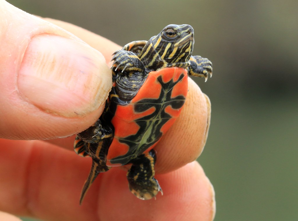Baby Western Painted Turtles recently hatched from its egg, how cute!
