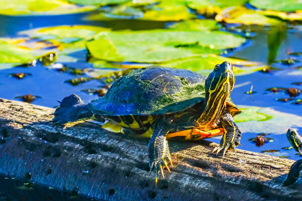 A happy and healthy Western Painted Turtle in its pond