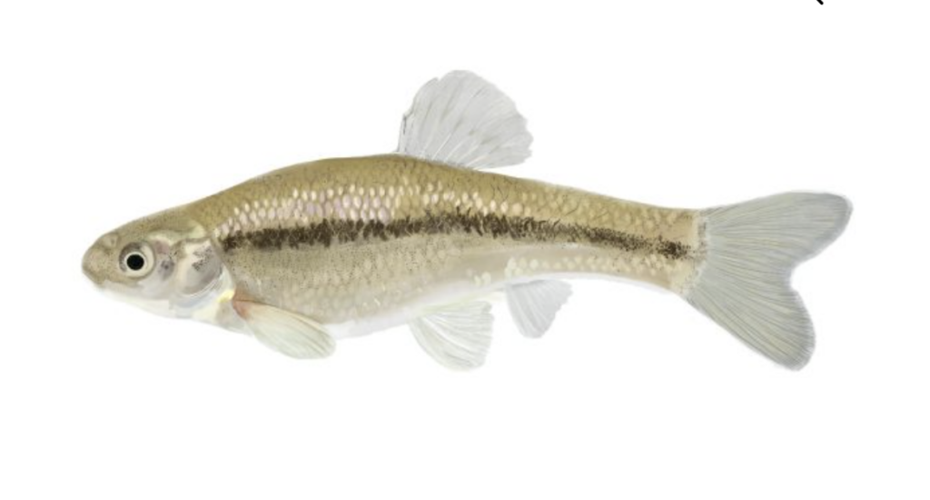 Minnow fish is a good protein source for your carnivorous turtle