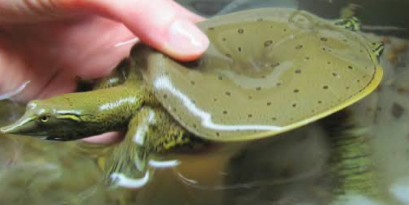 A Chinese Softshell turtle with a metabolic bone disease