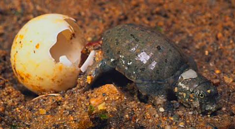 A Chinese Softshell turtle hatchling