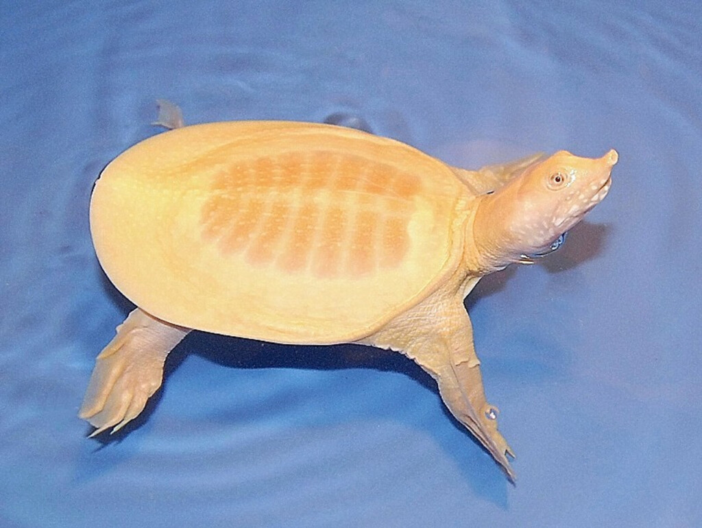 A happy and healthy and healthy Albino Chinese Softshell Turtle