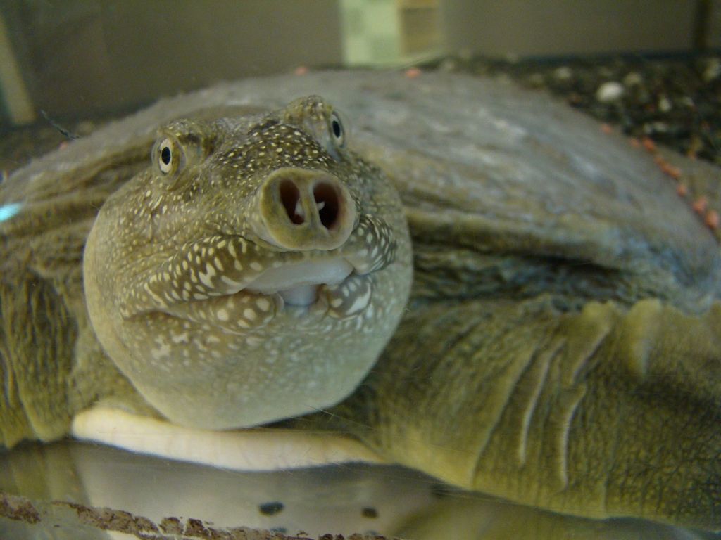 A closeup of a Chinese Softshell Turtle in its aquascaped tank