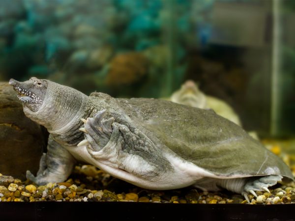 A Chinese Softshell turtle swimming in its well maintained aquarium