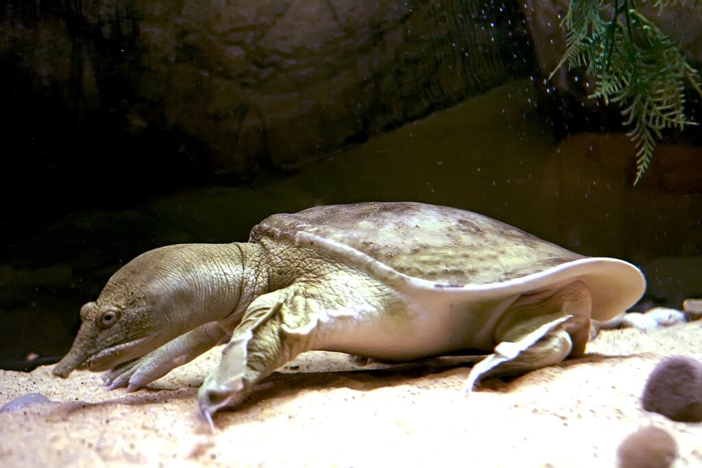 Pelodiscus sinensis exploring its aquarium