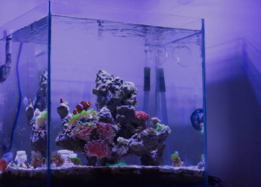 A beautiful square nano reef tank