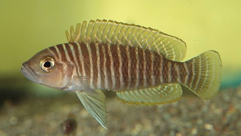 This species has large round eyes and horizontal stripes