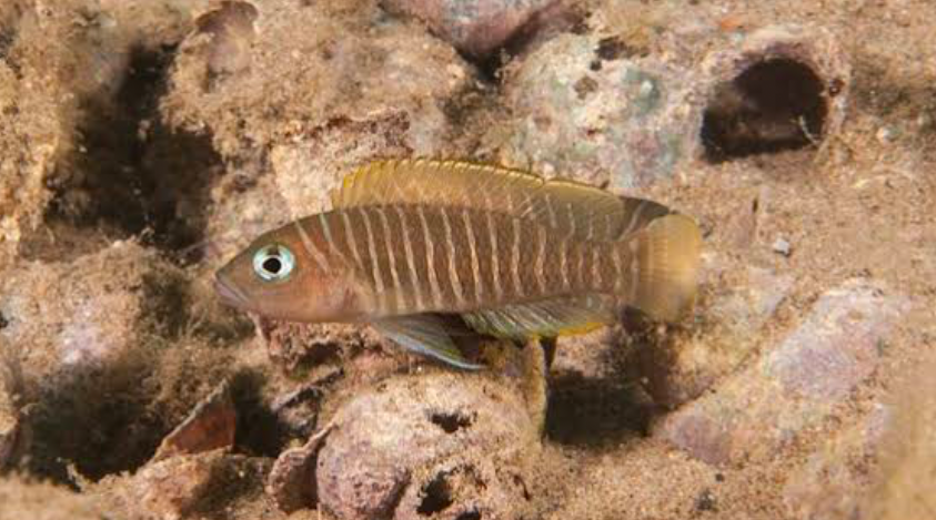 Brown Zebra Cichlids create caves for hiding in their natural habitat