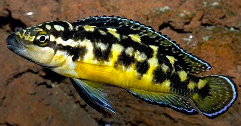 Julidochromis