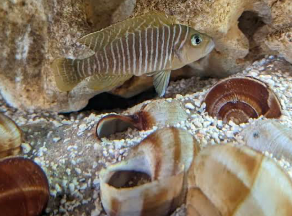 Adding rocks, caves and shells to your Zebra Mbuna’s tank design makes them feel at home
