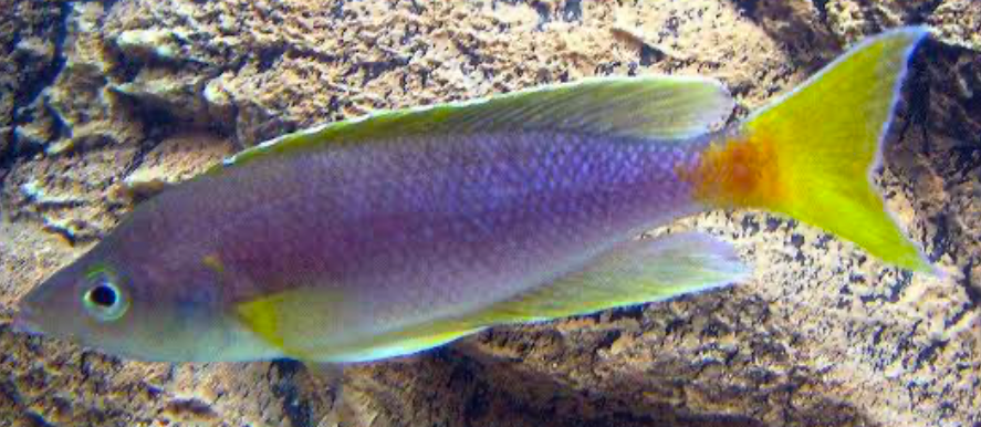 Cyprichromis
