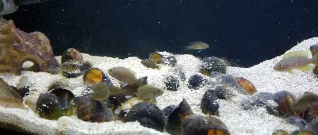 Shelldwellers are harem reproducers and need multiple shells for their egg clutches