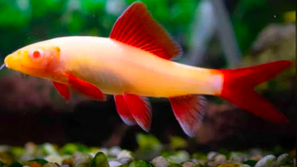 An albino Rainbow Shark