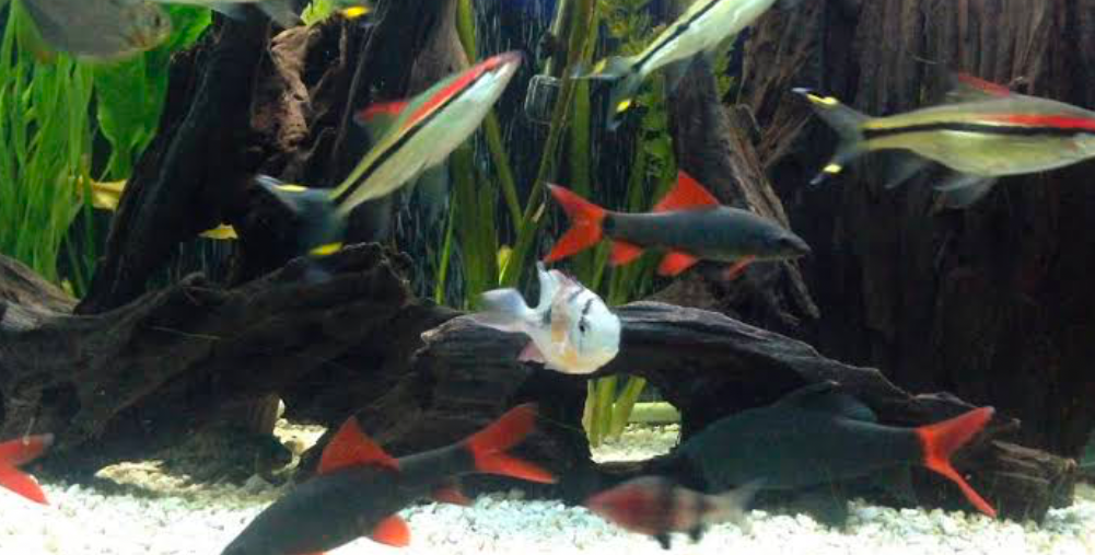 Rainbow Sharks in a breeding community tank