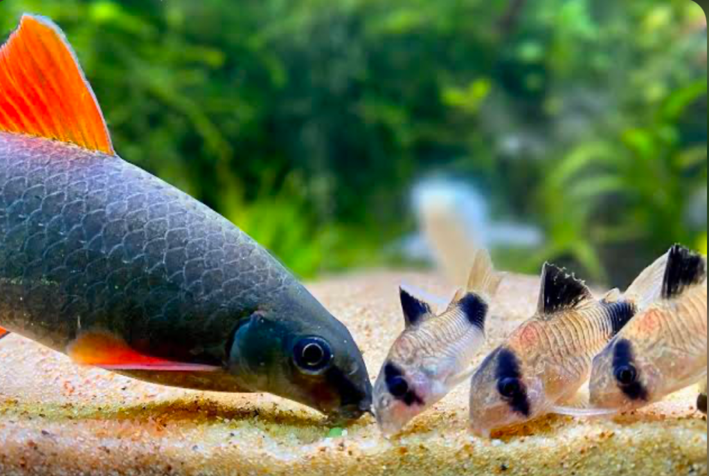 Rainbow Shark can live with medium to small-sized fish